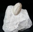 Eocene Aged Fossil Turtle Egg - France #12980-1